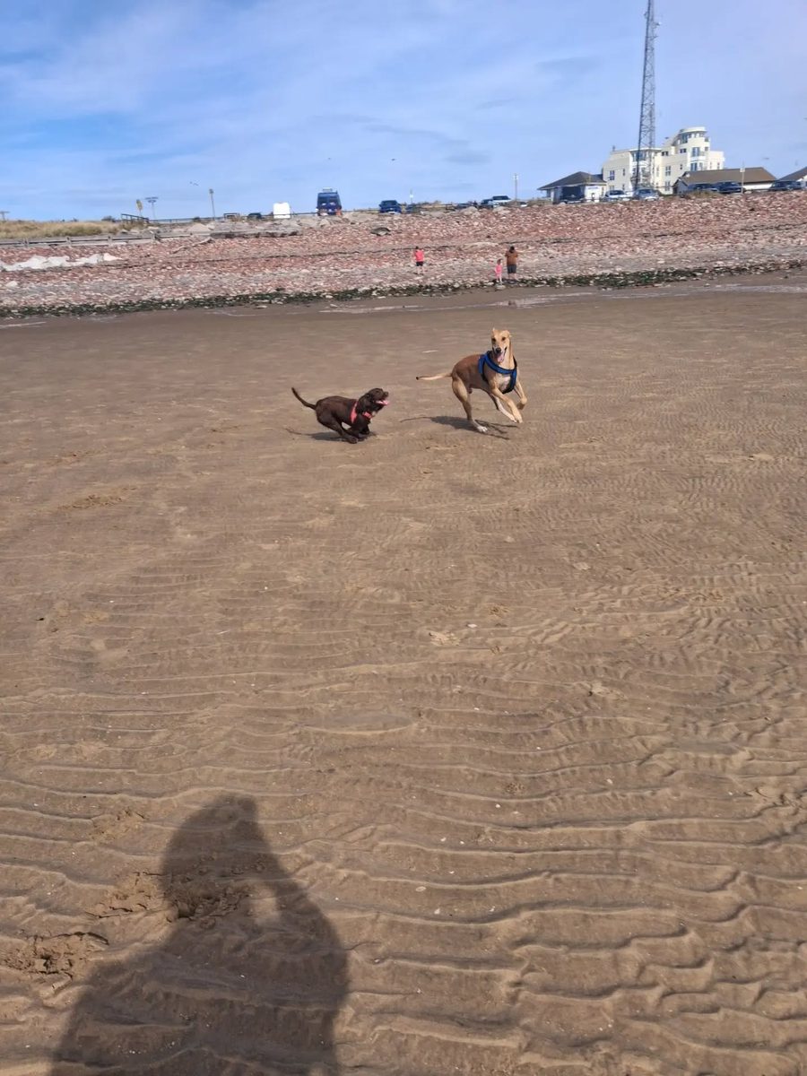 Zoomies on the open sand