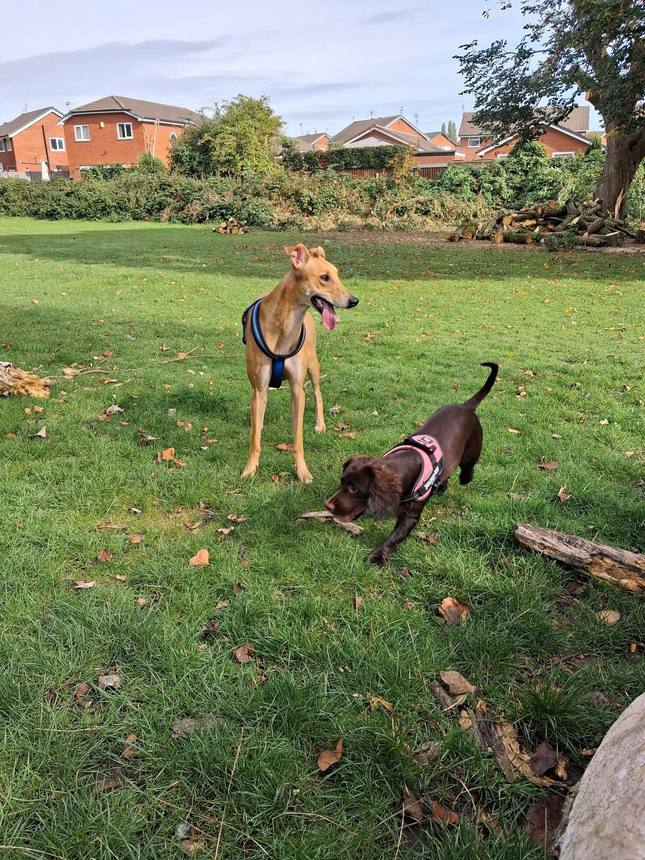 Happy, well-looked-after dogs