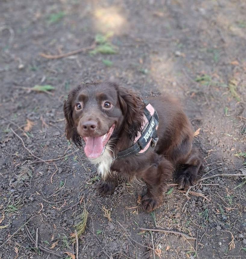 Happy, well-looked-after dogs