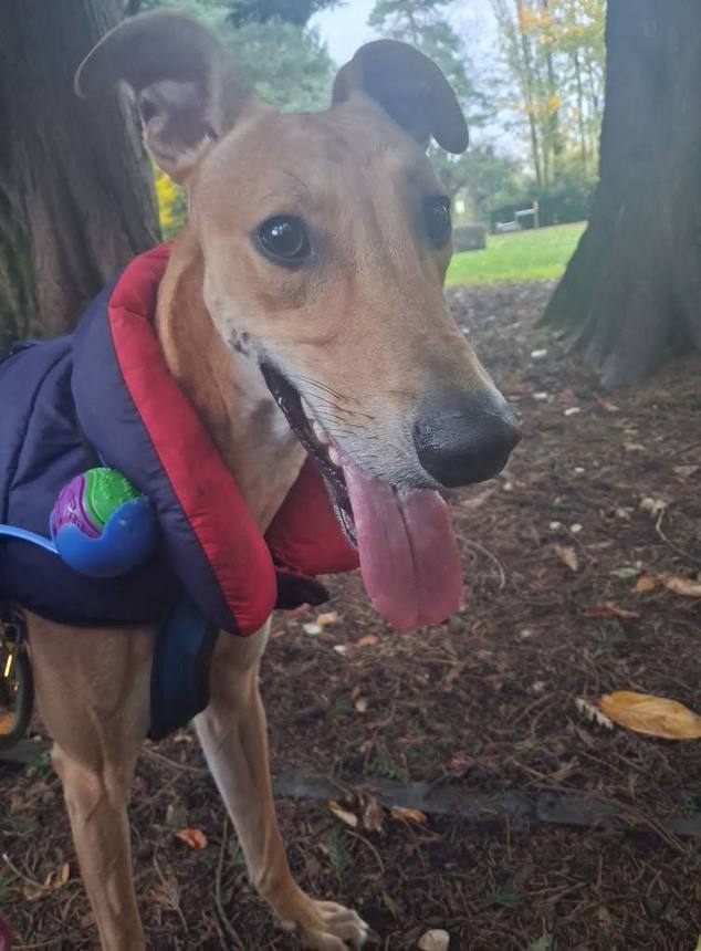 Happy, well-looked-after dogs
