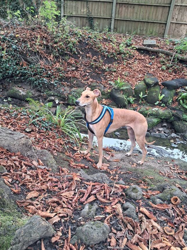 Off-lead in the woods