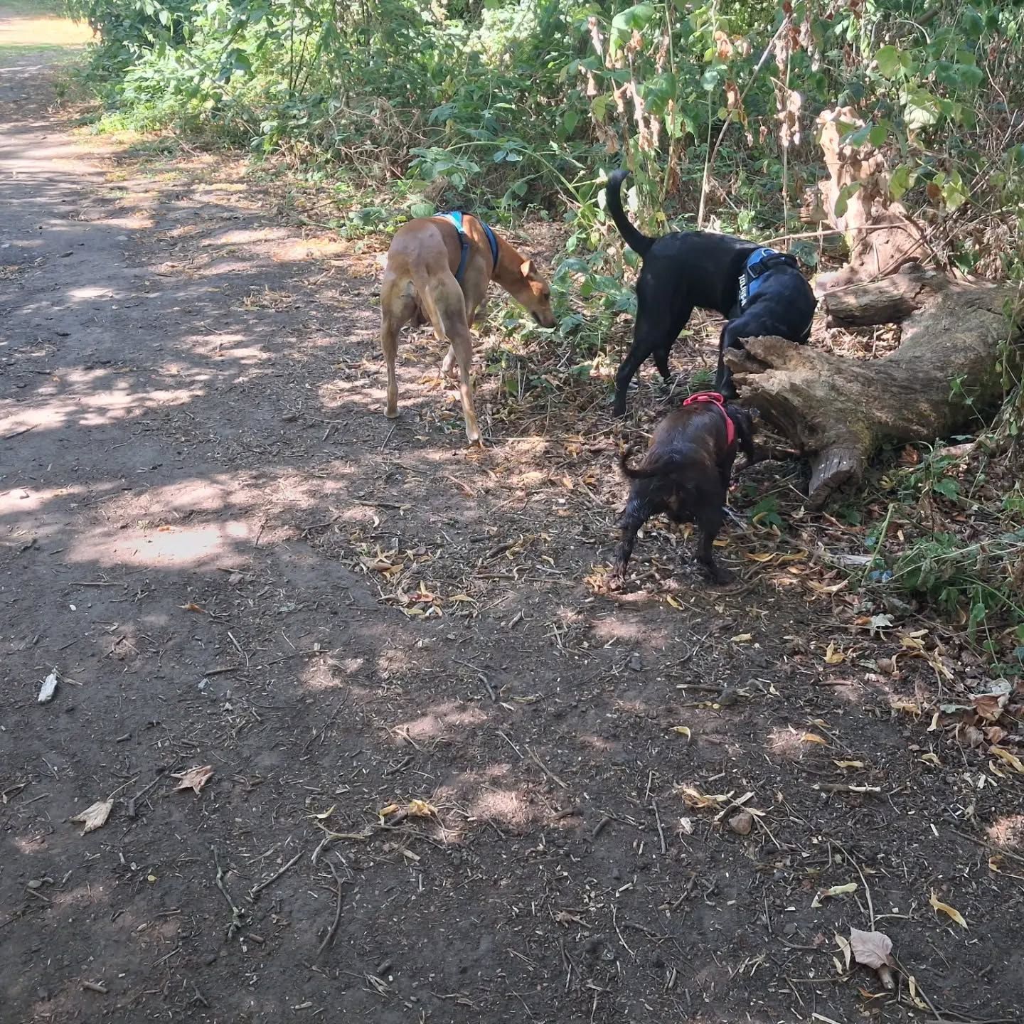 Dogs enjoying a group walk with Tail Trek Adventures in Liverpool