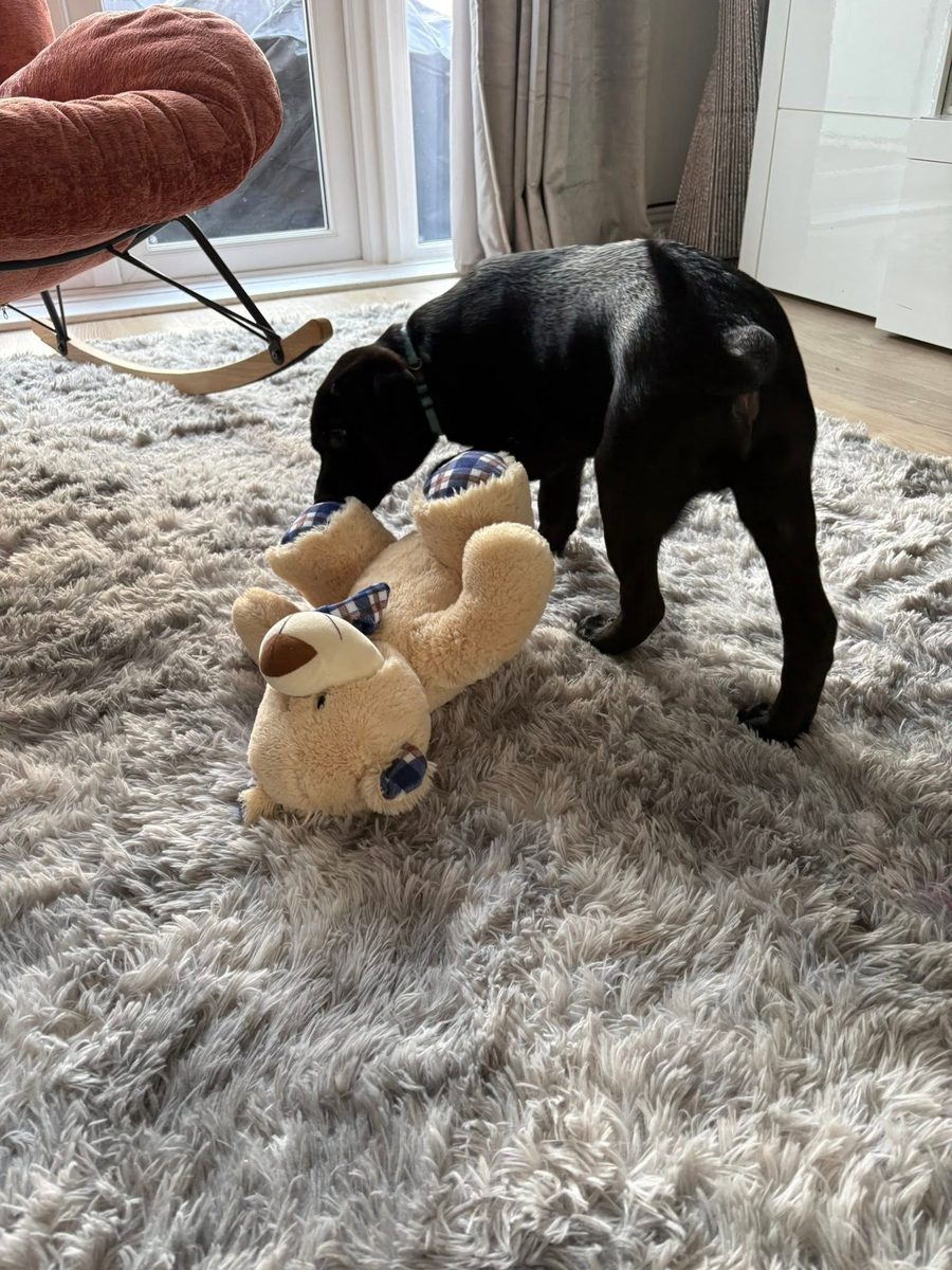 Playtime with a new pup