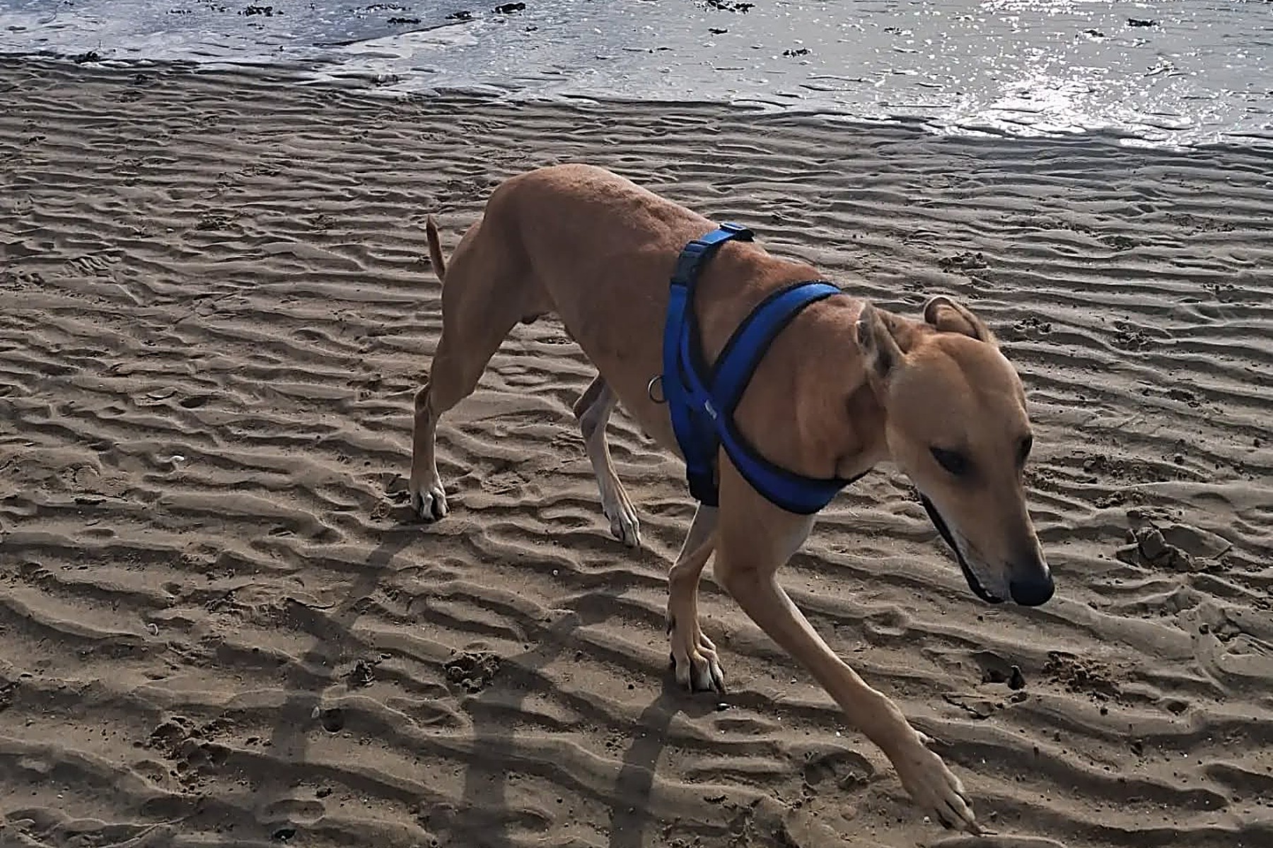 Beach & Shoreline Walks in Liverpool with Tail Trek Adventures